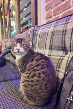 Tekir kedi dışarıda kanepede oturuyor.