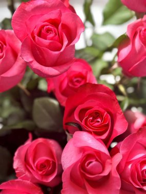 Bir buket güzel pembe gül