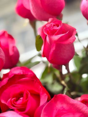 Masada pembe güller var.