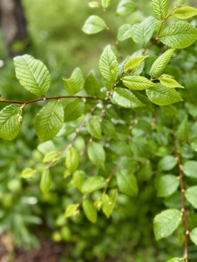 Yumuşak, bulanık doğal bir arkaplan karşısında ince bir dalda taze yeşil yapraklar..