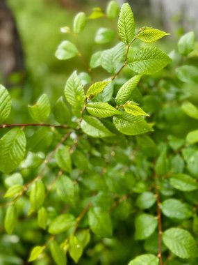 Çalı üzerinde canlı yeşil yaprakların yakın plan görüntüsü, doğal ışıkla aydınlatılmış, taze yapraklar ve ince dokular sergiliyor..