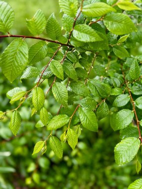 Yumuşak, bulanık bir arkaplan üzerinde parıldayan yağmur damlalarıyla süslenmiş canlı yeşil yapraklar..