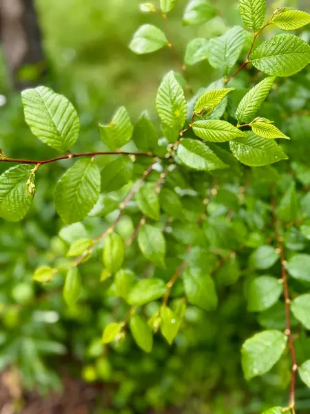 Yumuşak, bulanık doğal bir arkaplan karşısında ince bir dalda taze yeşil yapraklar..