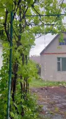 Canlı yeşil üzüm yapraklarından dökülen taze yağmur damlaları, yıpranmış bir duvarın yanındaki taşralı metal pergola üzerine örtülmüş..