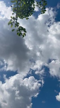 Yeşil yapraklı dallar, güneşli bir yaz gününde kabarık beyaz bulutlarla kaplı açık mavi bir gökyüzüne uzanır..