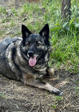 Mutlu Evcil Köpek Pozisyonu Doğal Arazide