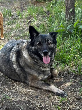 Mutlu Köpekler Güneşli Çimenler 'de Dinleniyor