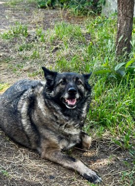 Dost Canlısı Köpek Sunny Yard 'da yatıyor