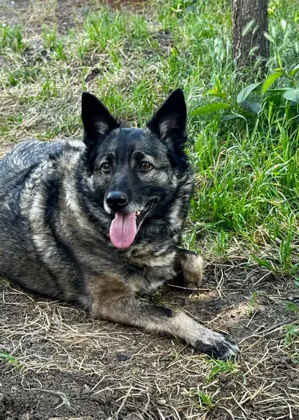 Mutlu Evcil Köpek Pozisyonu Doğal Arazide