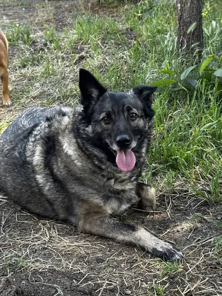 Mutlu Köpekler Güneşli Çimenler 'de Dinleniyor