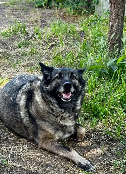 Dost Canlısı Köpek Sunny Yard 'da yatıyor