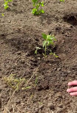 İlkbaharda açık araziye fidanlar ekiyorum.