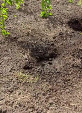 Baharda açık araziye taze domates tohumları ekiyorum.