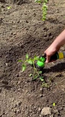 Açık arazide domates fidelerini sulamak ve dikmek.
