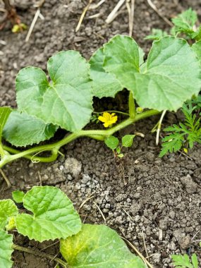 Narin sarı bir salatalık, büyük desenli yapraklar ve zengin bahçe toprağıyla çevrili kıllı yeşil bir sarmaşıkta açar..
