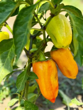 Biber bitkisinin yakın çekimi hem sarı hem de turuncu dolmalık biberleri olgunluğun çeşitli aşamalarında gösteriyor. Etrafı yemyeşil yapraklarla çevrili ve güneş ışığıyla yıkanan sahne, ev yapımı sebzelerin doğal güzelliklerini yakalıyor..