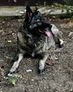 .Alman çoban köpeği özelliklerine sahip melez bir köpek yerde yatıyor, dili dışarıda dinleniyor. Köpeğin siyah ve gri bir paltosu var ve gölgeli bir alanda hoşnut ve gözlemci görünüyor..