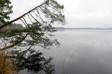 Gölden yağışlı gri sonbahar manzarası, gri gökyüzü, sakin su, göldeki devrilmiş ağaçlar, Augstroze Gölü, Letonya