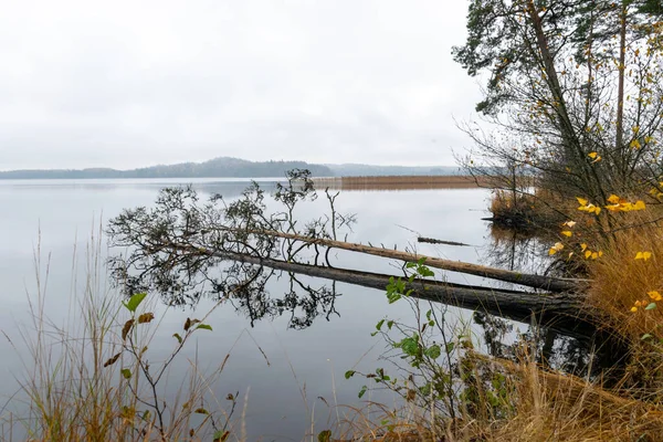 Paysage Automne Gris Pluvieux Lac Ciel Gris Eau Calme Arbres — Photo