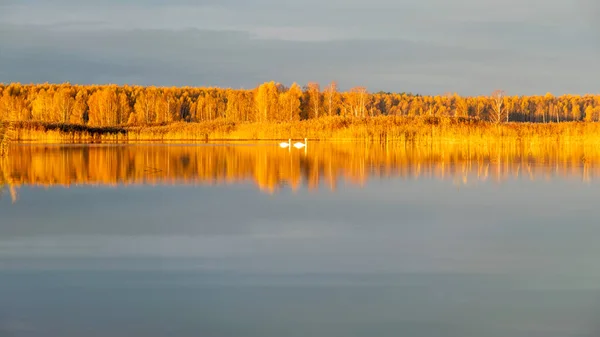 stock image golden hour in a swamp lake, reeds and birch groves on the shore of the lake are reflected on the surface of the water with reflections in calm water, trees are illuminated in bright sunlight, autumn