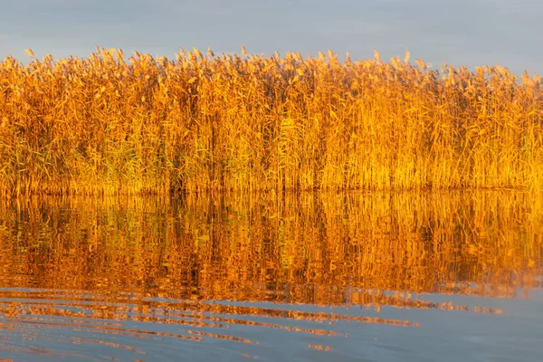 자작나무 황금빛 반사되어 수면에 반사되고 나무들은 가을에 받는다 — 스톡 사진