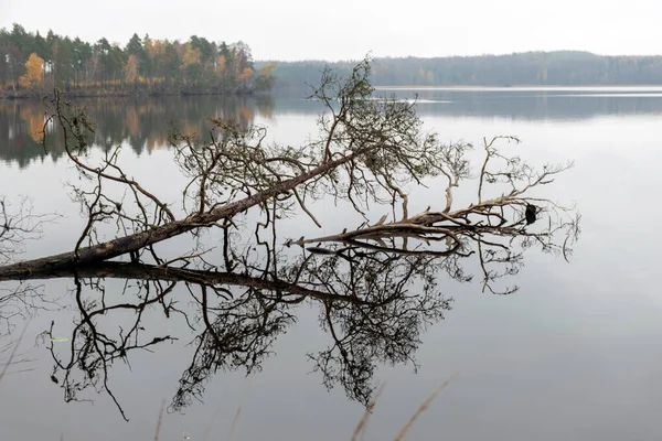 Regnerische Graue Herbstlandschaft Vom See Grauer Himmel Ruhiges Wasser Umgestürzte — Stockfoto