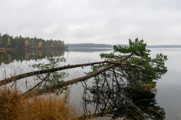 Regnigt Grått Höstlandskap Från Sjön Grå Himmel Lugnt Vatten Fallna — Stockfoto