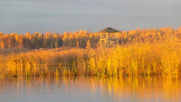 Деревянная Смотровая Башня Золотой Час Болотном Озере Тростник Берегу Озера — стоковое фото