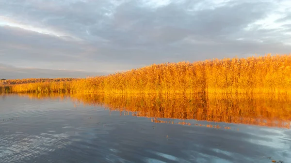 자작나무 황금빛 반사되어 수면에 반사되고 나무들은 가을에 받는다 — 스톡 사진