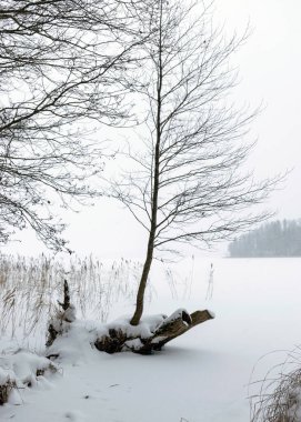 Gri sisli kış manzarası, düşen kar, bulanık arka plan, ağaç parçaları, tek renkli manzara