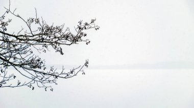 Gri sisli kış manzarası, düşen kar, bulanık arka plan, ağaç parçaları, tek renkli manzara