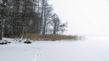 Gri sisli kış manzarası, düşen kar, bulanık arka plan, ağaç parçaları, tek renkli manzara