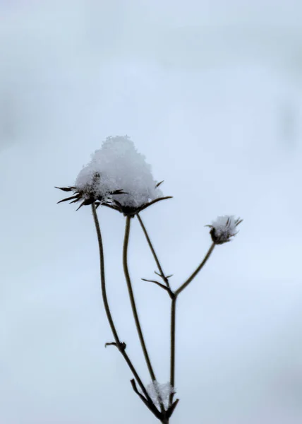 Szary Mglisty Zimowy Krajobraz Niewyraźne Tło Opadającego Śniegu Zbliżenie Pokrytej — Zdjęcie stockowe