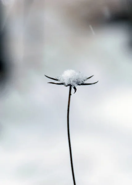 Cinza Nevoeiro Inverno Paisagem Queda Neve Desfocado Fundo Close Neve — Fotografia de Stock