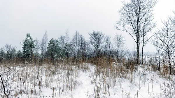 stock image gray foggy winter landscape, falling snow blurred background, fragments of trees, monochrome landscape