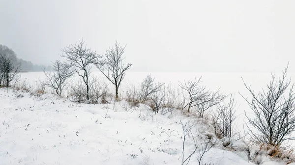 Gri sisli kış manzarası, düşen kar, bulanık arka plan, ağaç parçaları, tek renkli manzara