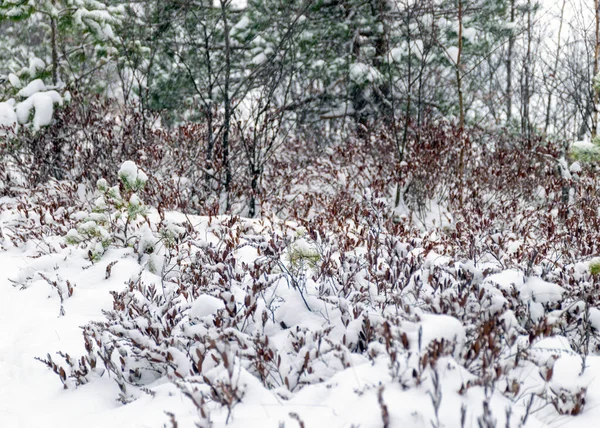 stock image gray foggy winter landscape, falling snow blurred background, fragments of trees, monochrome landscape