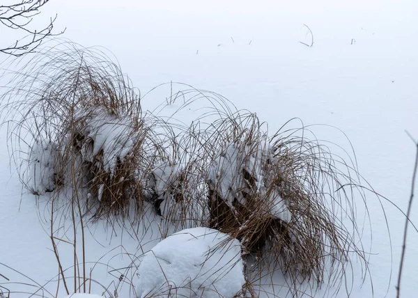 Szürke Köd Téli Táj Esik Elmosódott Háttér Közelkép Borított Növény — Stock Fotó