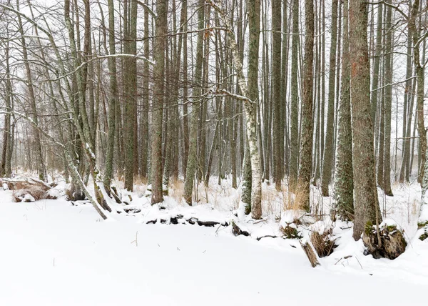 Серый Туманный Зимний Пейзаж Падающий Снег Размытый Фон Фрагменты Деревьев — стоковое фото