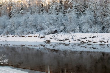 Ormanda soğuk bir kış günü. Donmuş bitkiler, ağaçlar ve kırmızı kumtaşı kaya duvarı, Kızıl Kayalıklar, Cesis, Letonya