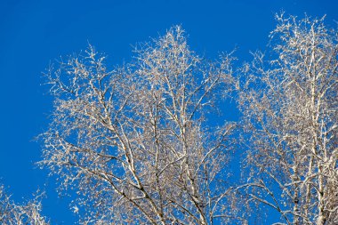 Zarif kış erken dönem gümüş elbise, dantel efekt, mavi gökyüzüne karşı şekerli ağaçlar, kış