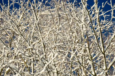 Zarif kış erken dönem gümüş elbise, dantel efekt, mavi gökyüzüne karşı şekerli ağaçlar, kış