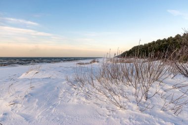 Güneşli bir kış günü, beyaz don ve çimlerle kaplı ağaçlar tarlalarda sapları, büyüleyici beyaz bir kış masalı, Letonya