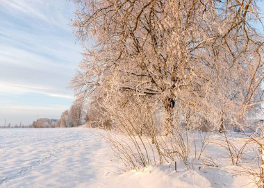 Güneşli bir kış günü, beyaz don ve çimlerle kaplı ağaçlar tarlalarda sapları, büyüleyici beyaz bir kış masalı, Letonya