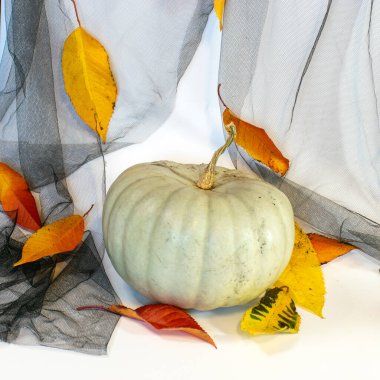 Renkli yaprakların arka planında balkabaklarıyla geçen bir hayat, sonbahar