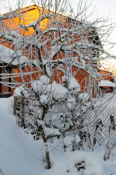 Ağaç dallarında güzel kar ve buz sanat eserleri, kış günü