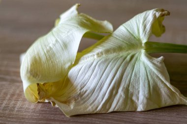 ilginç calla yaprakları, yakın görünüm, yaprak dokusu, nötr arkaplan