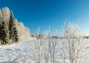 view of the forest after a blizzard, frost on tree branches, white fields, clear blue sky, sunlight, Latvia