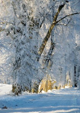 Güneşli bir kış günü, beyaz don ve çimlerle kaplı ağaçlar tarlalarda sapları, büyüleyici beyaz bir kış masalı, Letonya