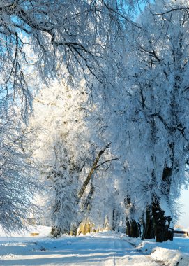 Güneşli bir kış günü, beyaz don ve çimlerle kaplı ağaçlar tarlalarda sapları, büyüleyici beyaz bir kış masalı, Letonya